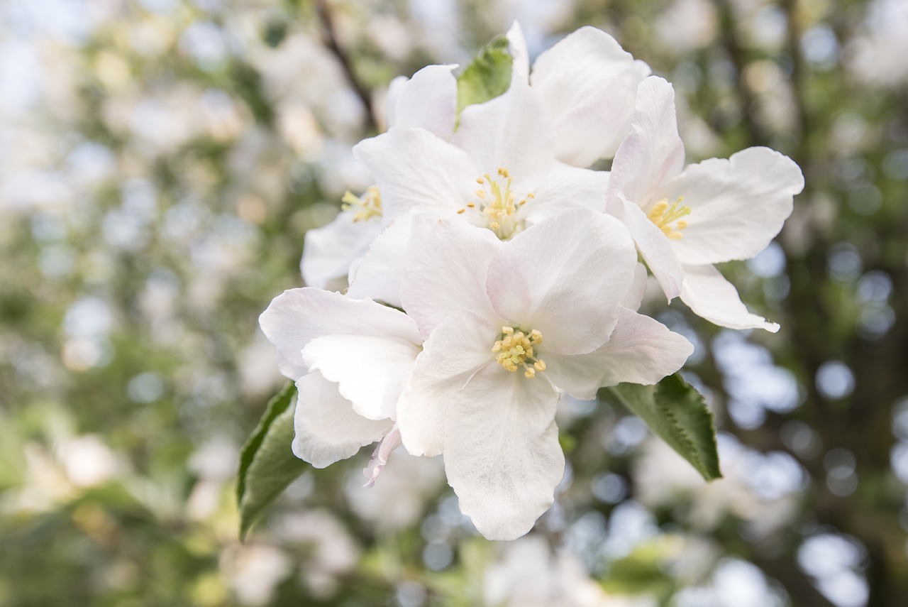 探索梅花詩(shī)韻，揭秘2016最新正版梅花詩(shī)的魅力