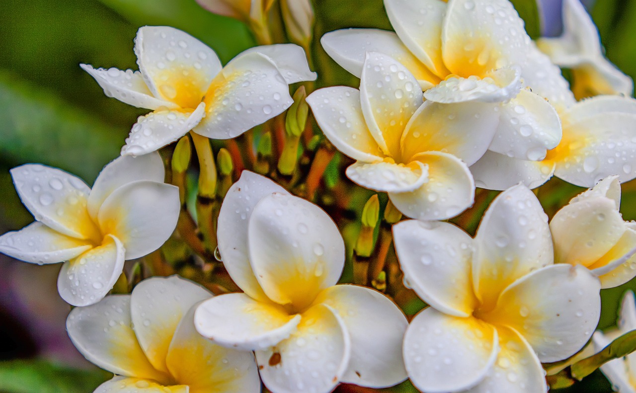 最新生肖桃花運分析，揭秘2016年生肖桃花運勢