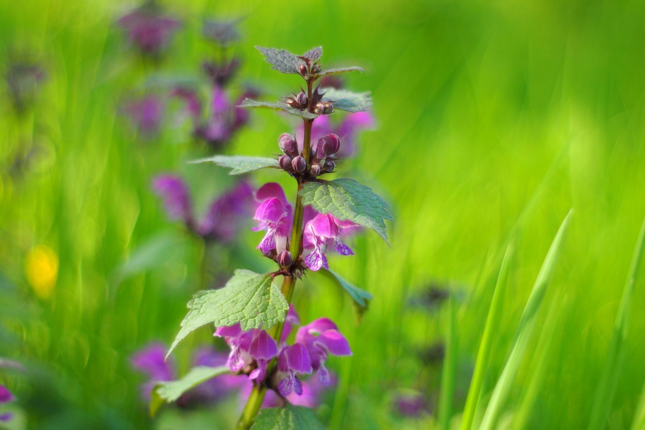濱州環(huán)保督察最新動態(tài)，堅定推動綠色發(fā)展步伐