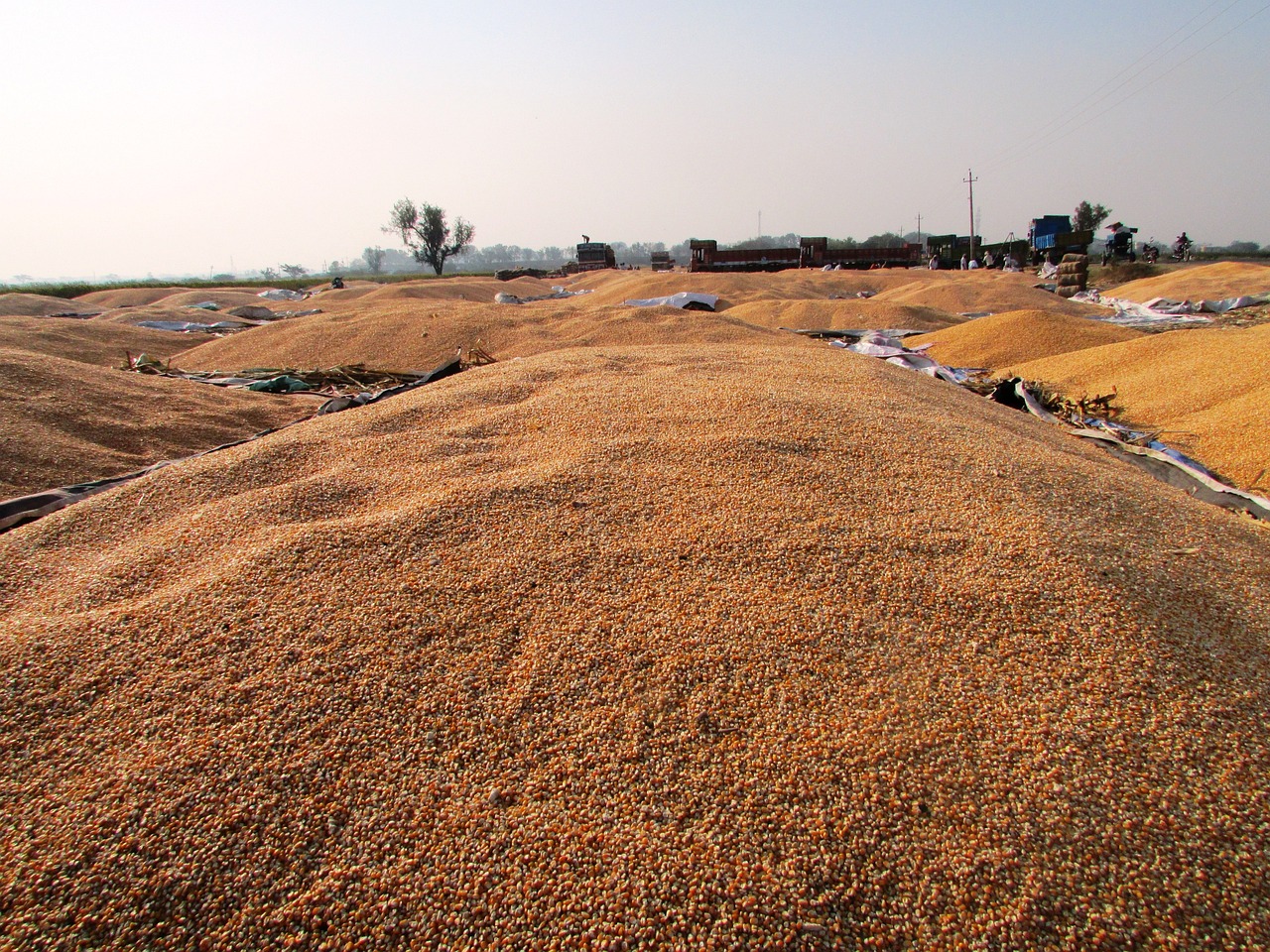 武漢公車拍賣最新動態(tài)，公開透明拍賣引領市場新風向