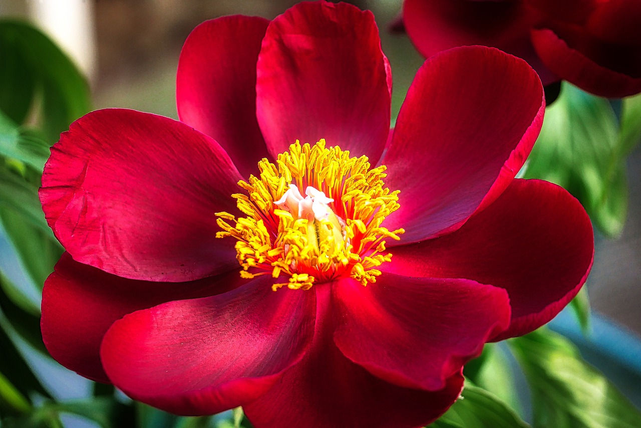 退休交醫(yī)保政策最新動態(tài)，調(diào)整、展望與未來趨勢