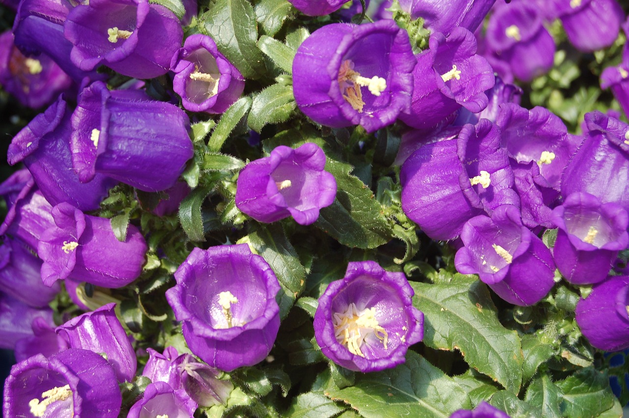 趙易山最新動(dòng)態(tài)揭秘，探尋其最新消息與神秘面紗背后的真相