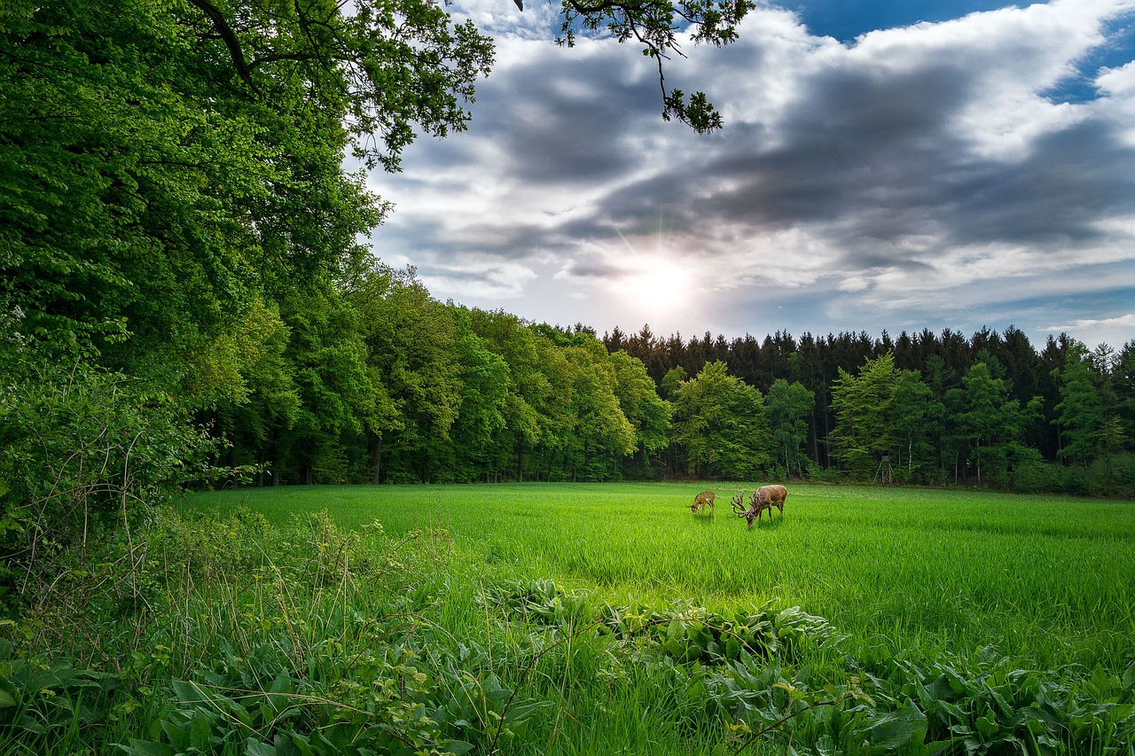 中電普安電廠最新消息深度解析，最新動態(tài)與進展報告