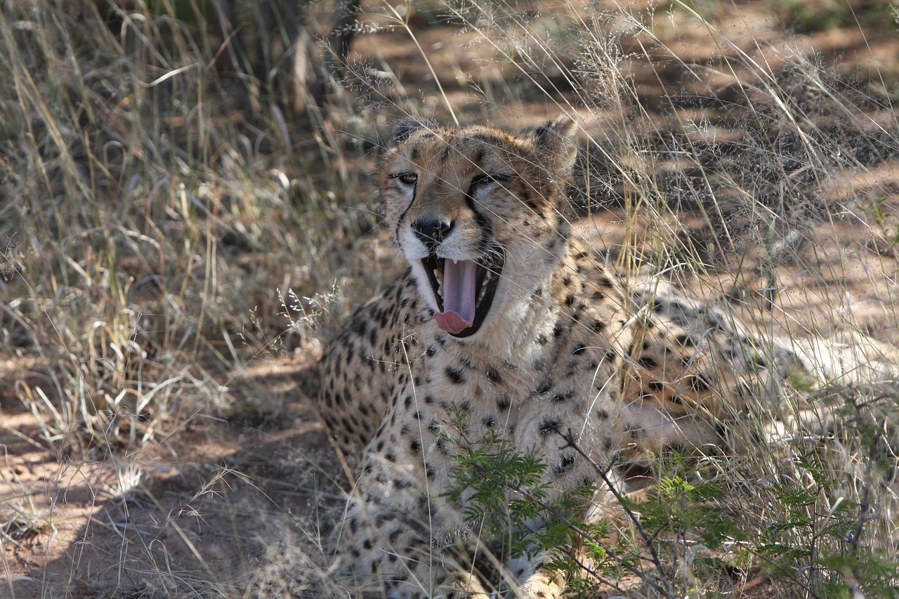 最新人與動物電影網(wǎng)站，探索人與自然的和諧共生之道