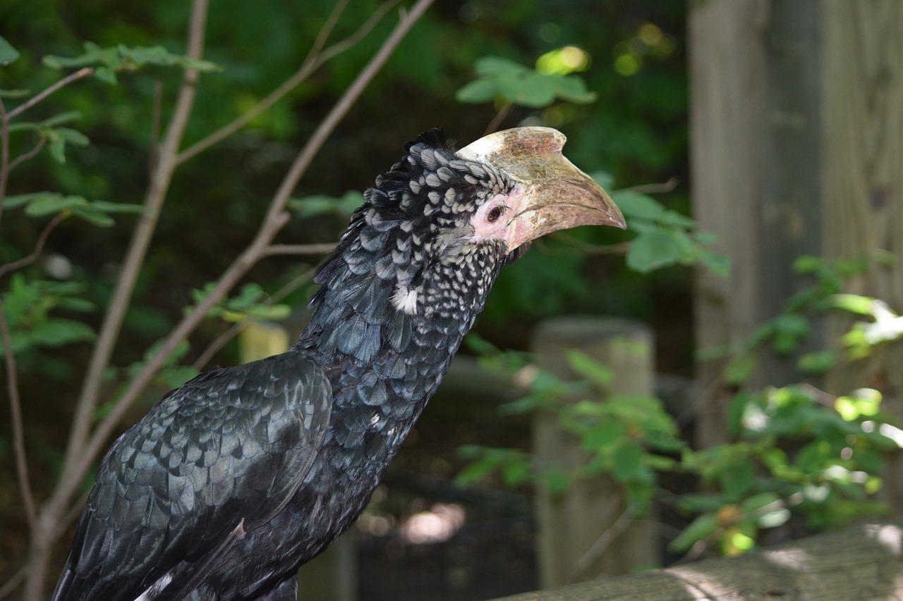 探尋保定城市中的自然之聲，最新百靈鳥信息一覽