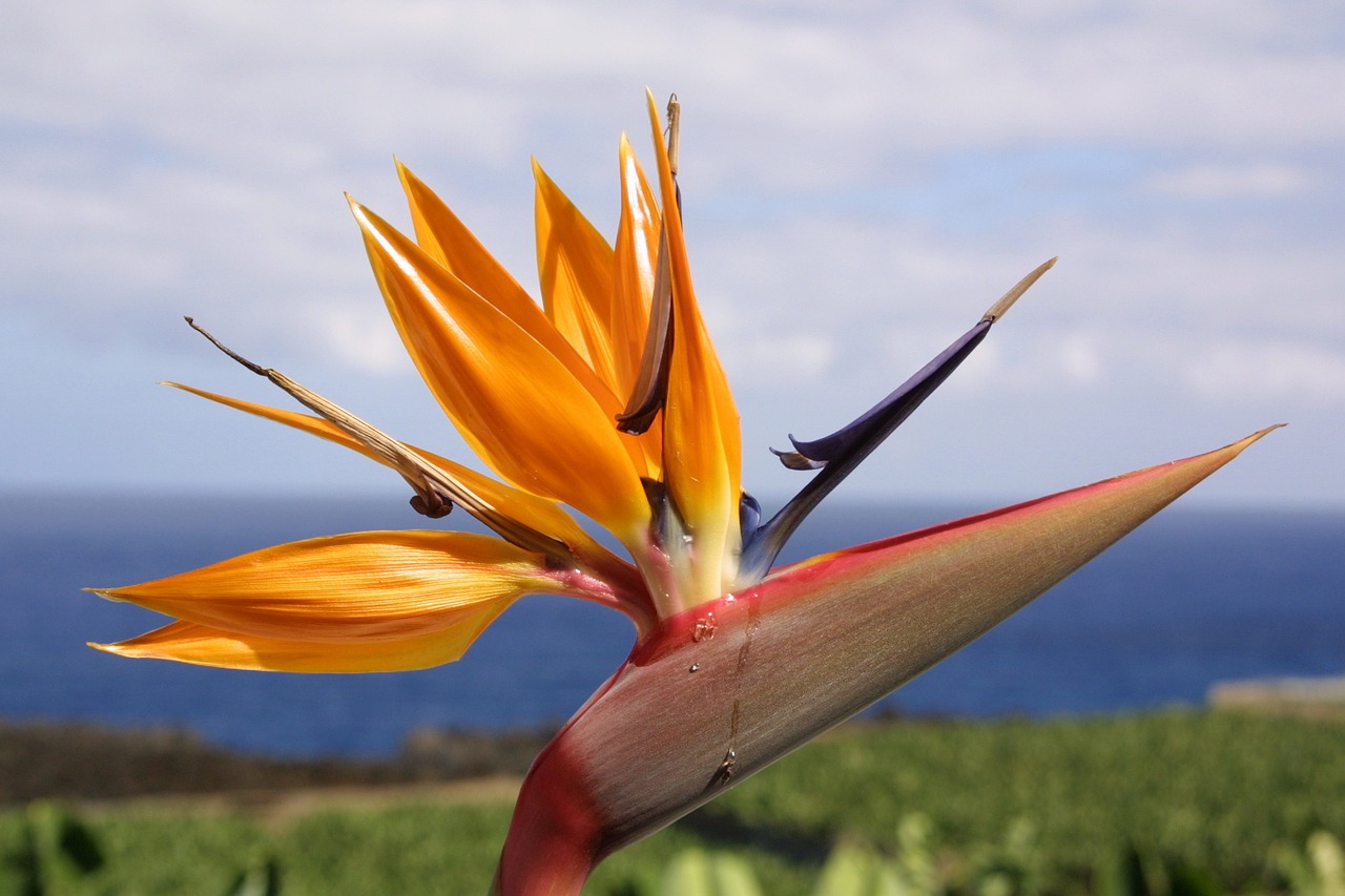 滬強(qiáng)巴黎春天最新動(dòng)態(tài)，先鋒力量重塑城市魅力