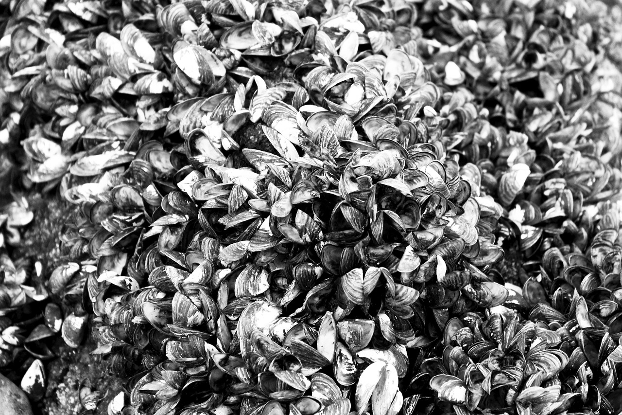 藍(lán)山海岸二期最新動(dòng)態(tài)，引領(lǐng)居住新潮流，探索未來(lái)生活品質(zhì)新境界