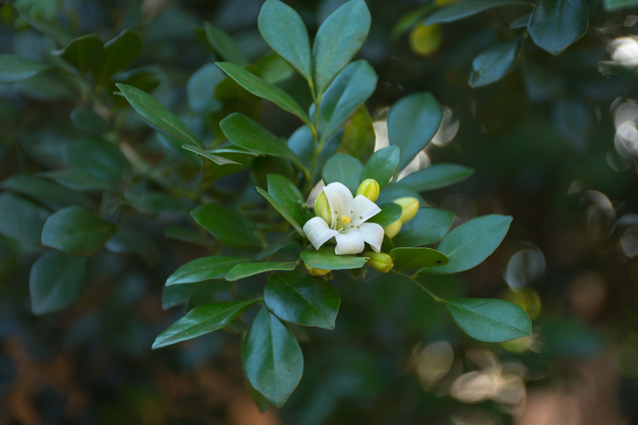 滄州嘉禾一方最新房價動態(tài)、分析與預(yù)測