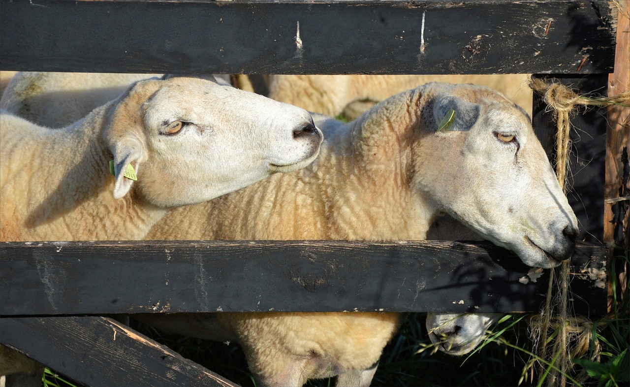 寂寂無言 第18頁