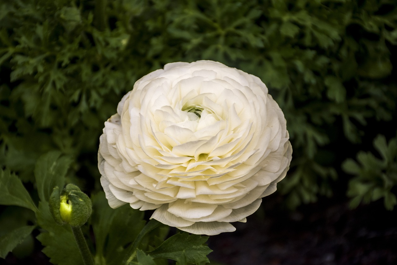 衡水溫莎花園最新動態(tài)更新，最新消息一覽