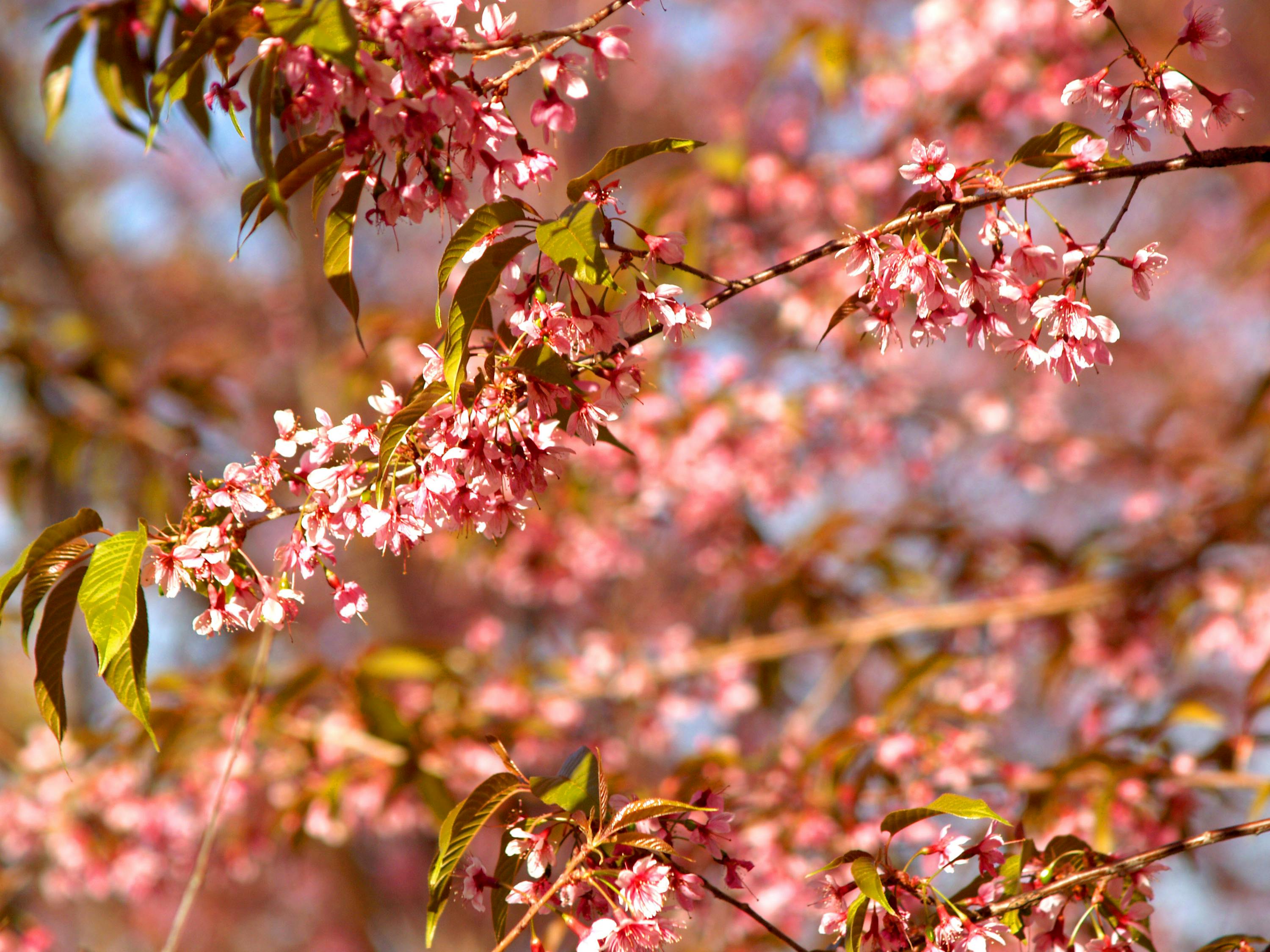 花伴落官途最新章節(jié)，權力之路的芬芳與挑戰(zhàn)