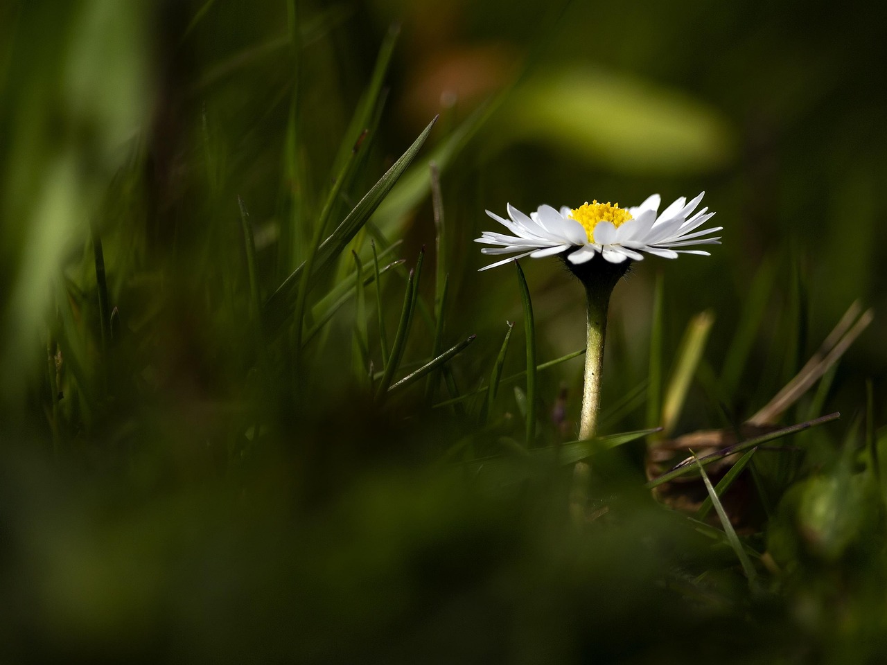 重慶黔江白石公園最新發(fā)展動態(tài)及展望