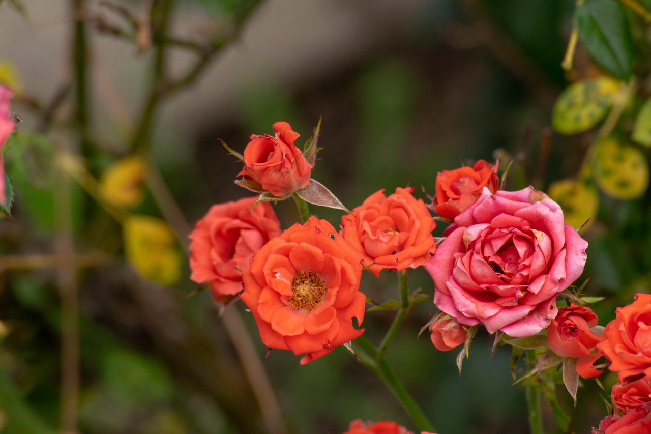 翠金湖美墅島最新動態(tài)揭秘，生態(tài)宜居，未來展望可期