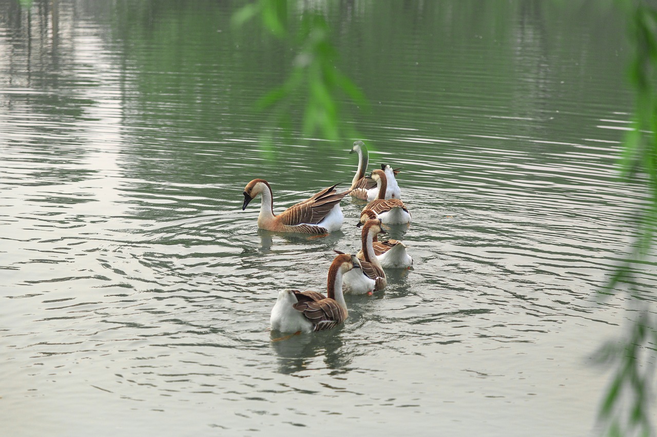 澳門科技大學(xué)最新消息綜述，發(fā)展動(dòng)態(tài)與亮點(diǎn)展示