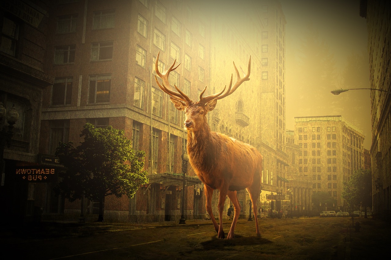 鹽城市網(wǎng)約車最新動態(tài)，行業(yè)變革與發(fā)展趨勢