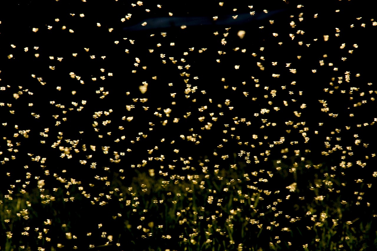 巢湖南路南延最新動(dòng)態(tài)，建設(shè)進(jìn)展及未來展望