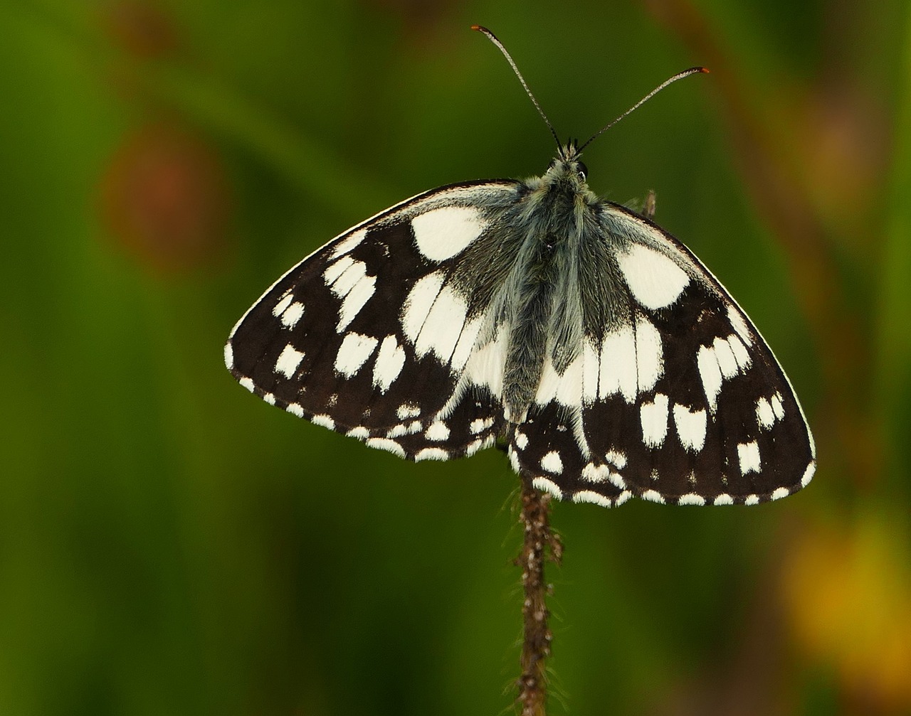 永年縣二手房最新信息概覽，最新房源、價(jià)格及交易動(dòng)態(tài)一網(wǎng)打盡